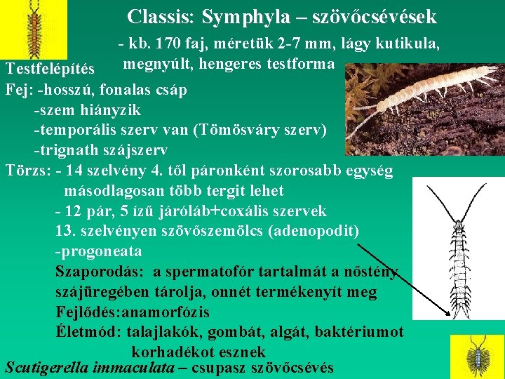 Classis: Symphyla – szövőcsévések - kb. 170 faj, méretük 2 -7 mm, lágy kutikula,