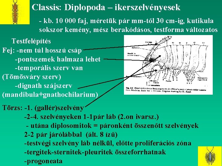 Classis: Diplopoda – ikerszelvényesek - kb. 10 000 faj, méretük pár mm-től 30 cm-ig,