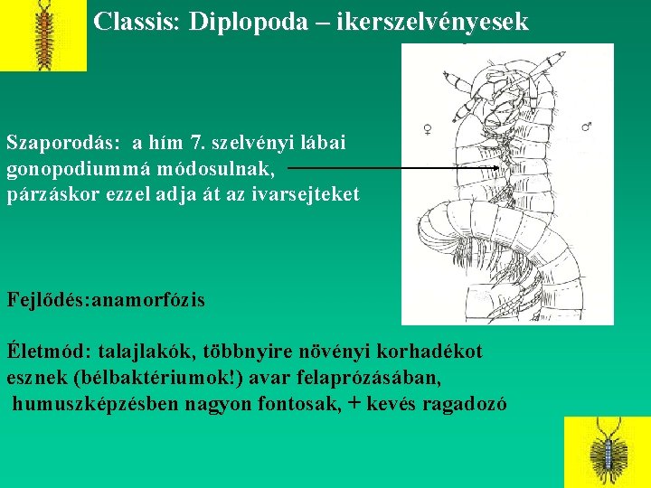 Classis: Diplopoda – ikerszelvényesek Szaporodás: a hím 7. szelvényi lábai gonopodiummá módosulnak, párzáskor ezzel