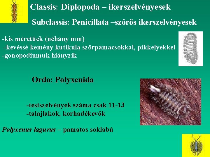 Classis: Diplopoda – ikerszelvényesek Subclassis: Penicillata –szőrös ikerszelvényesek -kis méretűek (néhány mm) -kevéssé kemény