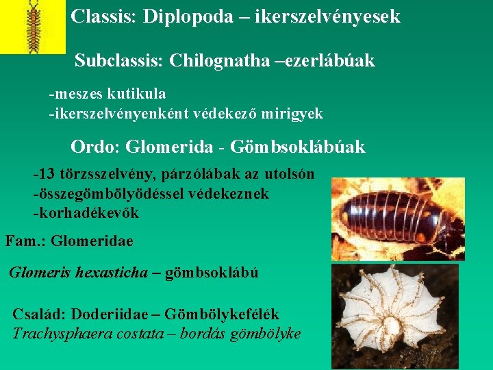 Classis: Diplopoda – ikerszelvényesek Subclassis: Chilognatha –ezerlábúak -meszes kutikula -ikerszelvényenként védekező mirigyek Ordo: Glomerida