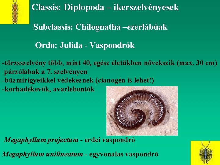 Classis: Diplopoda – ikerszelvényesek Subclassis: Chilognatha –ezerlábúak Ordo: Julida - Vaspondrók -törzsszelvény több, mint