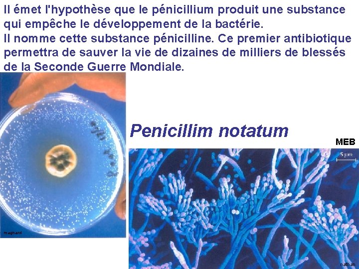 Il émet l'hypothèse que le pénicillium produit une substance qui empêche le développement de