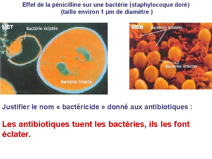 Effet de la pénicilline sur une bactérie (staphylocoque doré) (taille environ 1 µm de