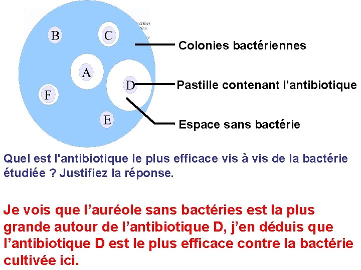 l bréa Colonies bactériennes Pastille contenant l'antibiotique Espace sans bactérie Quel est l'antibiotique le