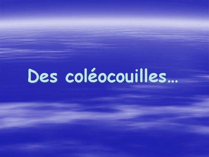 Des coléocouilles… 