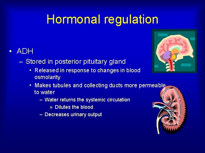 Hormonal regulation • ADH – Stored in posterior pituitary gland • Released in response