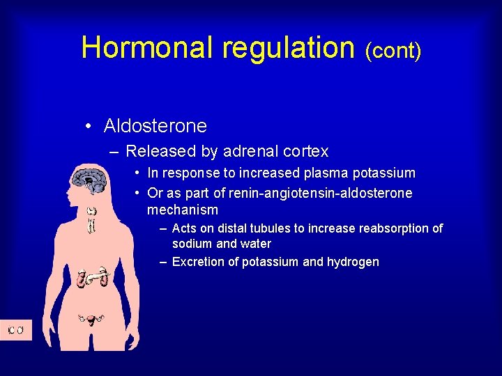 Hormonal regulation (cont) • Aldosterone – Released by adrenal cortex • In response to