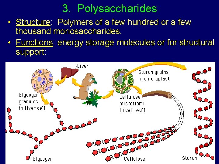 3. Polysaccharides • Structure: Polymers of a few hundred or a few thousand monosaccharides.