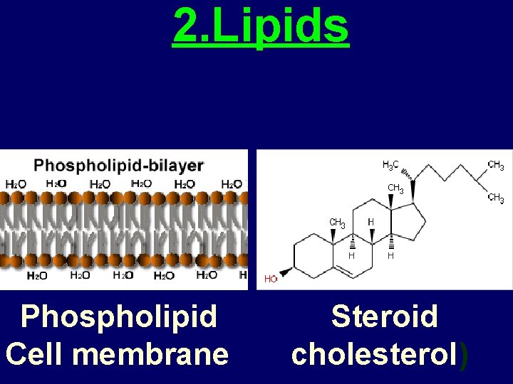 2. Lipids Phospholipid Cell membrane Steroid cholesterol) 