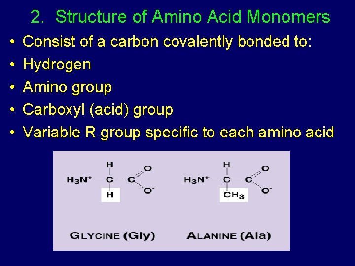 2. Structure of Amino Acid Monomers • • • Consist of a carbon covalently