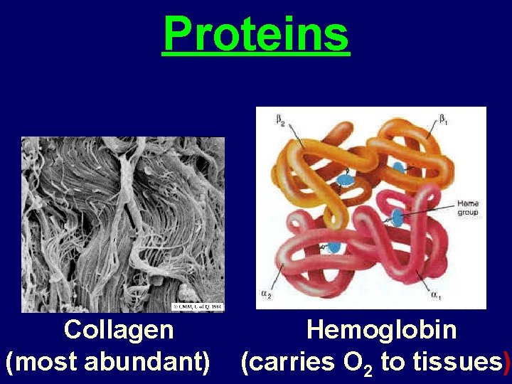Proteins Collagen (most abundant) Hemoglobin (carries O 2 to tissues) 