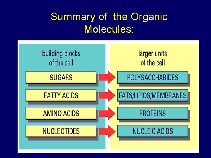 Summary of the Organic Molecules: 