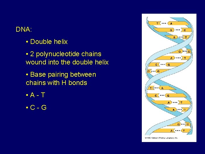 DNA: • Double helix • 2 polynucleotide chains wound into the double helix •