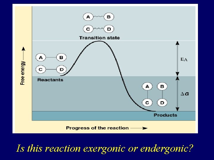 Is this reaction exergonic or endergonic? 