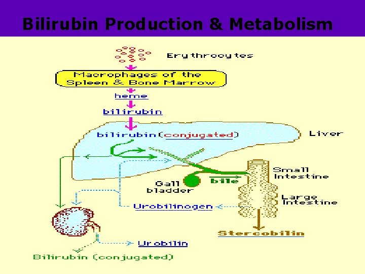 Bilirubin Production & Metabolism NJ - 7 