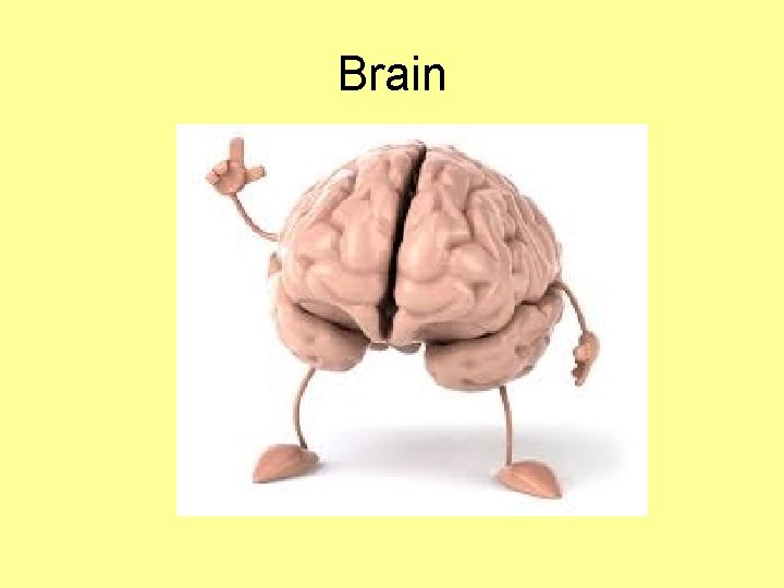 Brain 