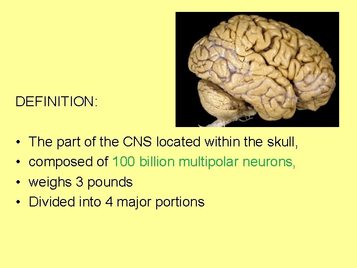 DEFINITION: • • The part of the CNS located within the skull, composed of