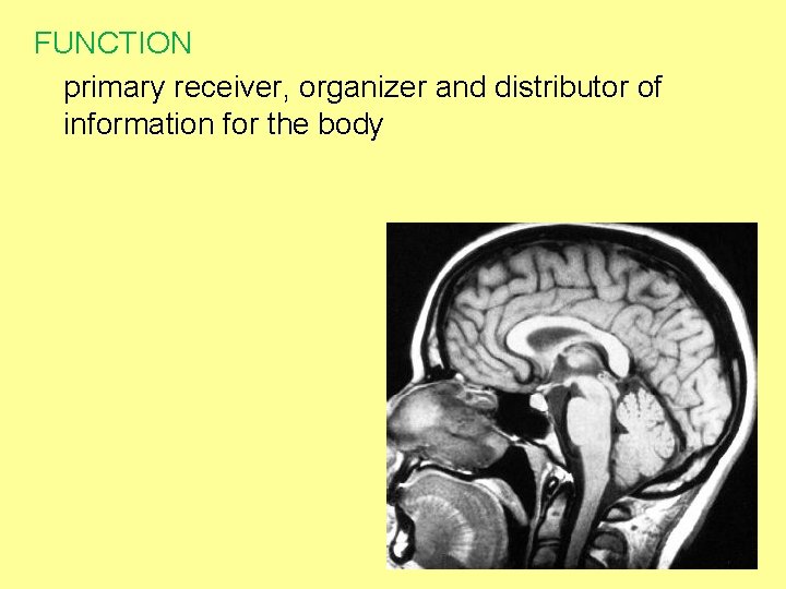FUNCTION primary receiver, organizer and distributor of information for the body 