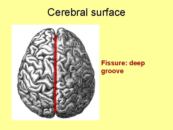 Cerebral surface Fissure: deep groove 