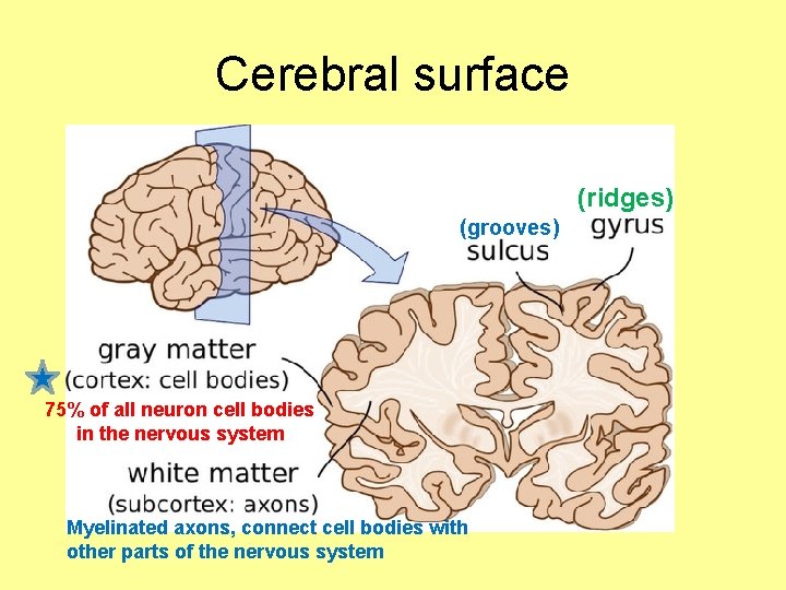 Cerebral surface (ridges) (grooves) 75% of all neuron cell bodies in the nervous system