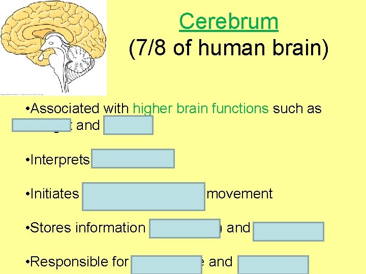 Cerebrum (7/8 of human brain) • Associated with higher brain functions such as thought