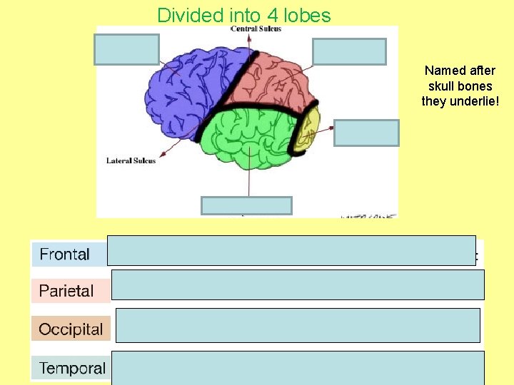 Divided into 4 lobes Named after skull bones they underlie! 