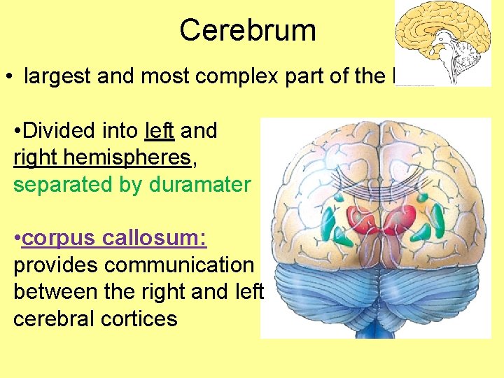 Cerebrum • largest and most complex part of the brain • Divided into left
