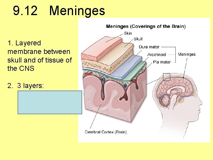 9. 12 Meninges 1. Layered membrane between skull and of tissue of the CNS