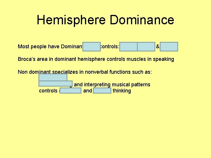 Hemisphere Dominance Most people have Dominant LEFT controls: speech writing & reading Broca’s area