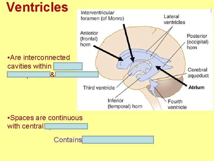 Ventricles • Are interconnected cavities within cerebral hemispheres & brainstem • Spaces are continuous