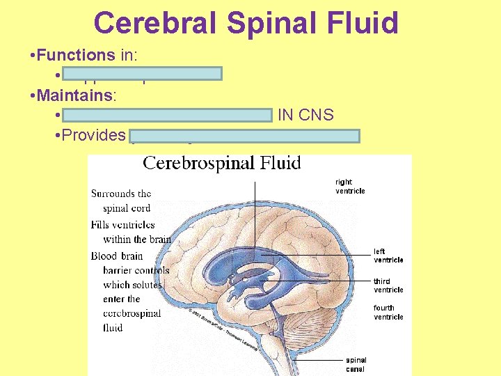 Cerebral Spinal Fluid • Functions in: • support & protection • Maintains: • stable