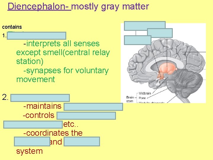 Diencephalon- mostly gray matter contains 1. Thalamus -interprets all senses except smell(central relay station)