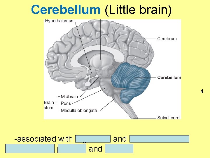 Cerebellum (Little brain) 4 -associated with regulation and coordination of movement, posture, and balance