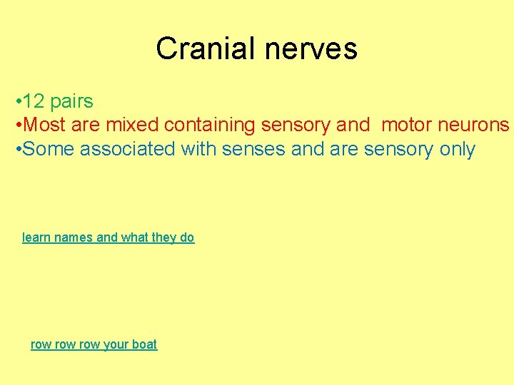 Cranial nerves • 12 pairs • Most are mixed containing sensory and motor neurons