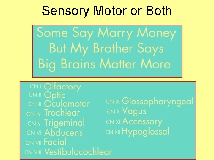 Sensory Motor or Both 