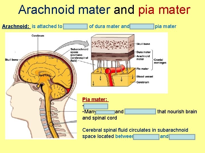 Arachnoid mater and pia mater Arachnoid: is attached to under side of dura mater