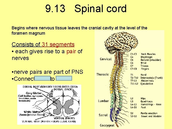 9. 13 Spinal cord Begins where nervous tissue leaves the cranial cavity at the
