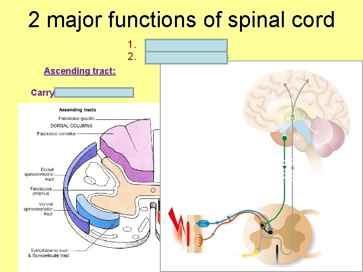2 major functions of spinal cord 1. Conduct impulses 2. Center for reflexes Ascending