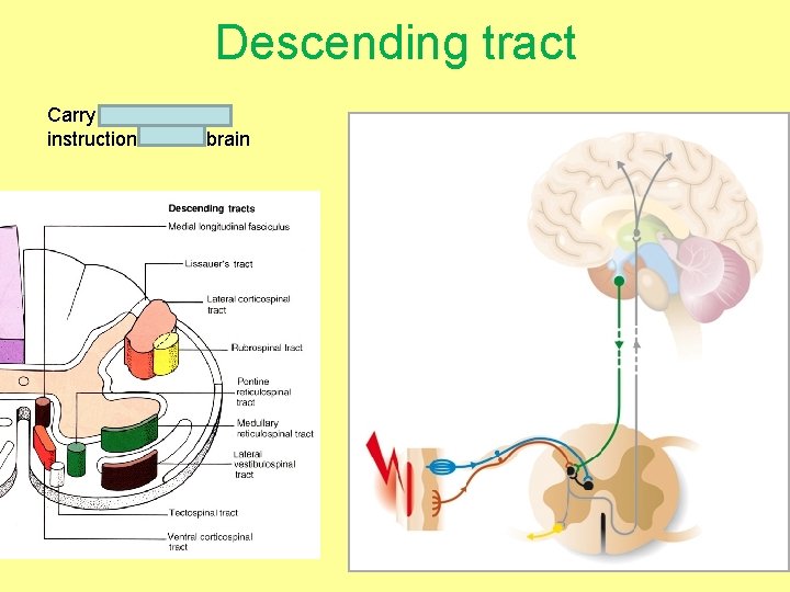 Descending tract Carry MOTOR instruction FROM brain 