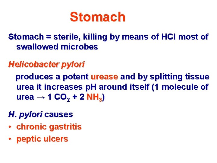 Stomach = sterile, killing by means of HCl most of swallowed microbes Helicobacter pylori