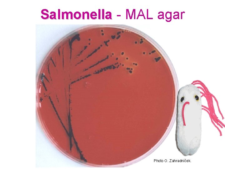 Salmonella - MAL agar Photo O. Zahradníček. 