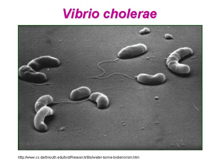 Vibrio cholerae http: //www. cs. dartmouth. edu/brd/Research/Bio/water-borne-bioterrorism. htm 