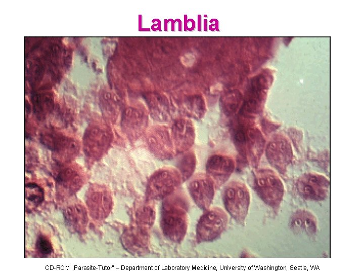 Lamblia CD-ROM „Parasite-Tutor“ – Department of Laboratory Medicine, University of Washington, Seatle, WA 