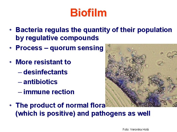 Biofilm • Bacteria regulas the quantity of their population by regulative compounds • Process