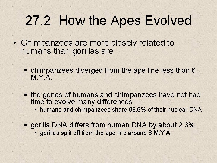 27. 2 How the Apes Evolved • Chimpanzees are more closely related to humans