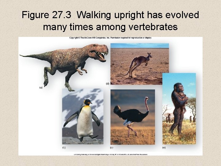 Figure 27. 3 Walking upright has evolved many times among vertebrates 