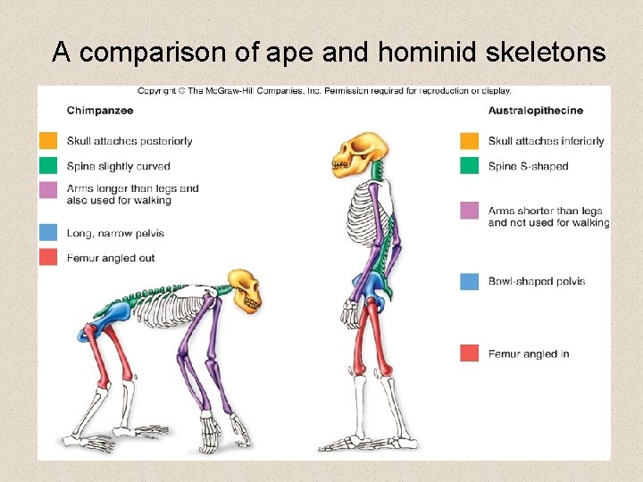 A comparison of ape and hominid skeletons 