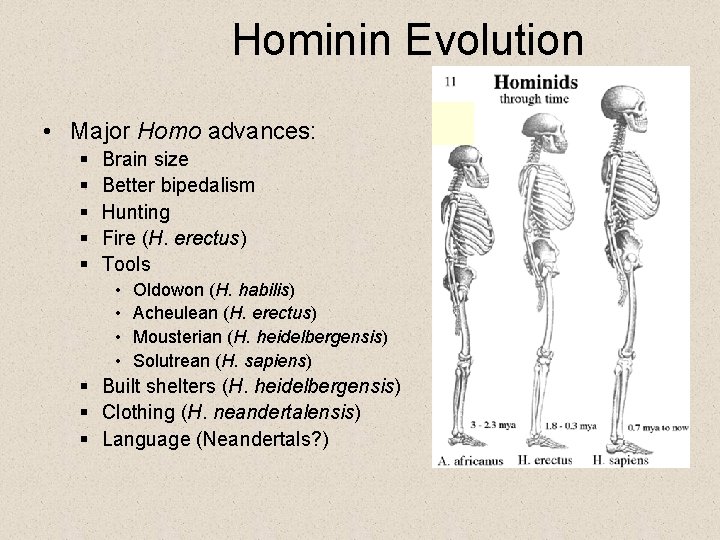 Hominin Evolution • Major Homo advances: § § § Brain size Better bipedalism Hunting