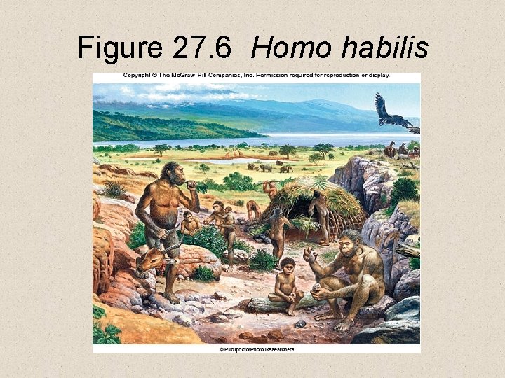 Figure 27. 6 Homo habilis 